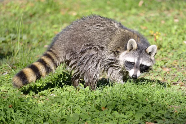 Gros Plan Raton Laveur Procyon Lotor Sur Herbe — Photo