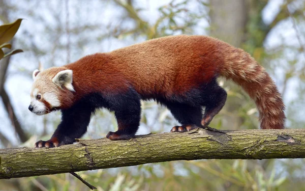 Panda Rosso Ailurus Fulgens Visto Profilo Camminando Tronco Albero — Foto Stock