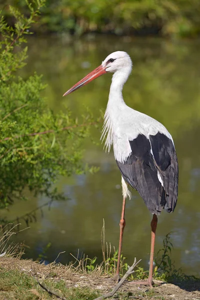 Cicogna Bianca Ciconia Ciconia Sulle Rive Uno Stagno Visto Dietro — Foto Stock