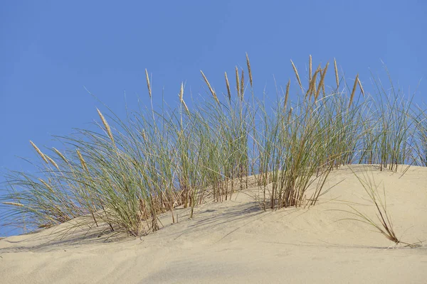 Fransa Nın Güneybatısındaki Gironde Bölümü Arcachon Körfezi Bölgesinde Teste Buch — Stok fotoğraf