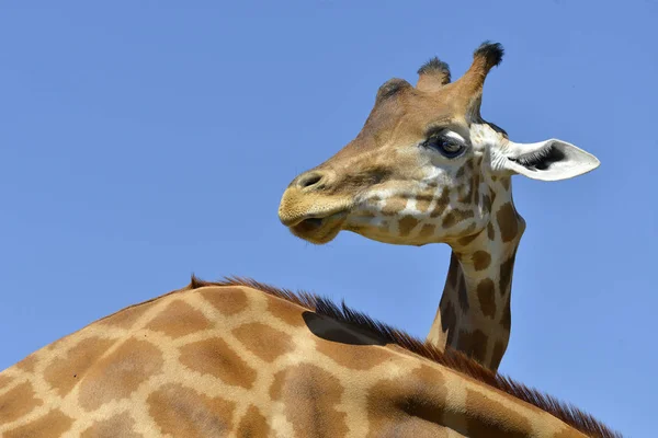 Cabeça Girafa Giraffa Camelopardalis Sobre Fundo Céu Azul — Fotografia de Stock