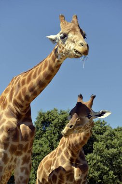 Bir dal ile iki zürafa (Giraffa camelopardalis) closeup