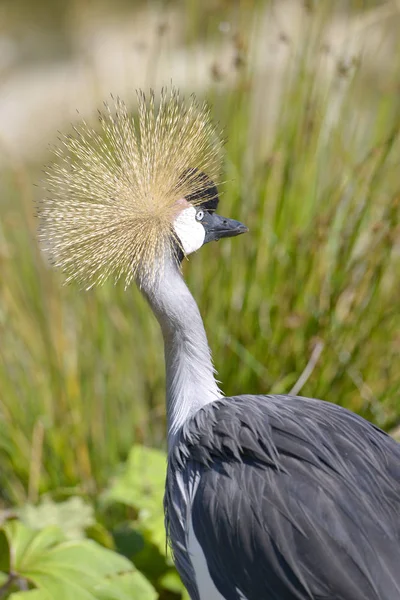 Nahaufnahme Des Schwarzkronenkranichs Balearica Pavonina Von Hinten Gesehen Und Zeigt — Stockfoto