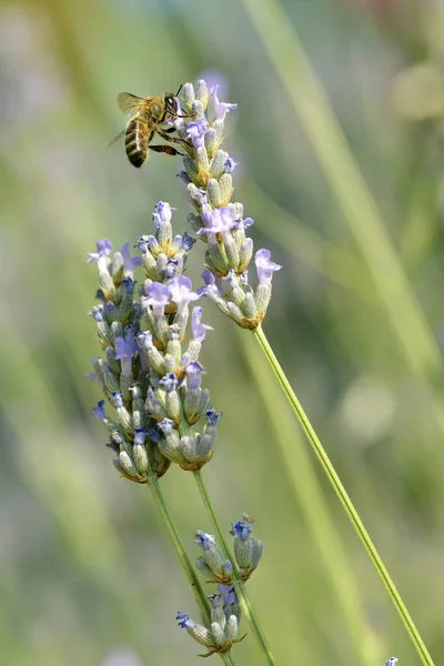 Одяг Медоносної Бджоли Apis Живиться Блакитною Квіткою Лаванди — стокове фото