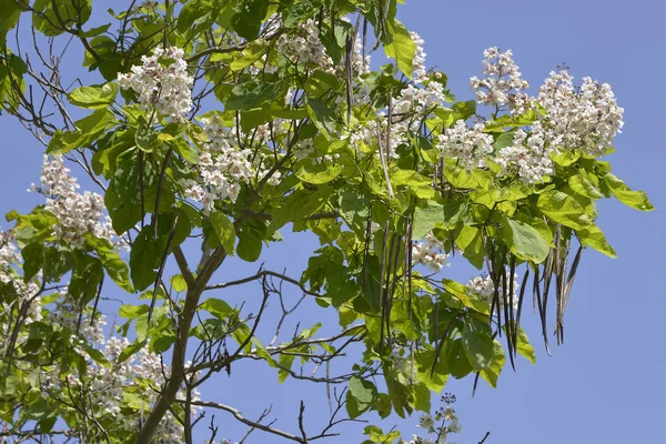 Primo Piano Fioritura Catalpa Bignonioides Albero Baccelli Sul Cielo Blu — Foto Stock