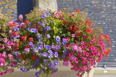 Çatı zemininde çiçek açan kırmızı ve mavi petunyalar ve sardunyalar