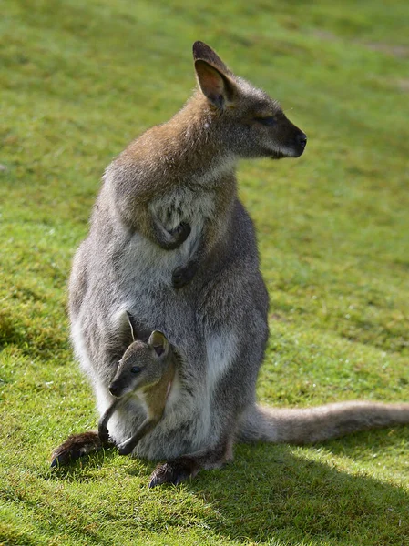 Red Necked Wallaby Wallaby Bennett Macropus Rufogriseus Its Joey Pocket — Stock Photo, Image