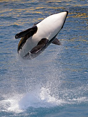 Killer whale (Orcinus orca) jumping out of blue water clipart