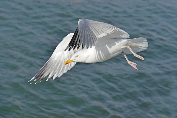 Closeup Sleď Obecný Larus Argentatus Fly View Profile Sea Backgroundsleď — Stock fotografie