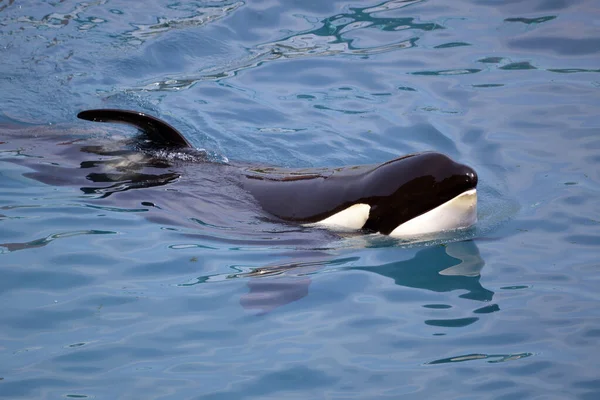 Primer Plano Una Ballena Asesina Orcinus Orca Nadando Agua Azul — Foto de Stock