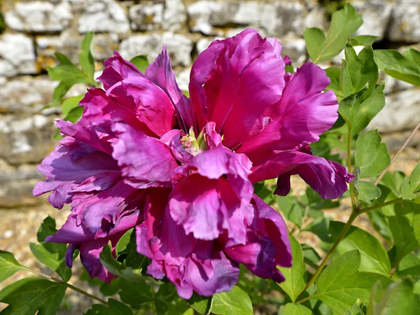 Närbild Röd Kinesisk Pion Blomma Paeonia Lactiflora — Stockfoto