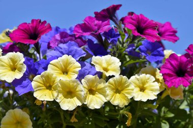 Yakın plan açan sarı, mavi ve kırmızı petunya surfinia mavi gökyüzü arkaplanı