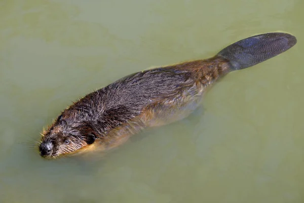 North American Beaver Castor Canadensis Swimming Surface Water Its Flat — Stock Photo, Image
