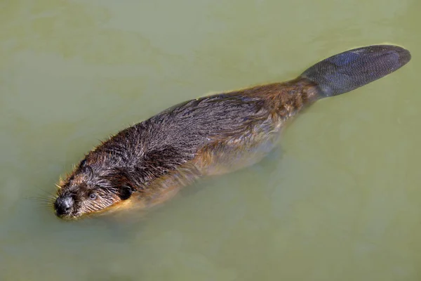 Castor Amérique Nord Castor Canadensis Nageant Surface Eau Avec Queue — Photo