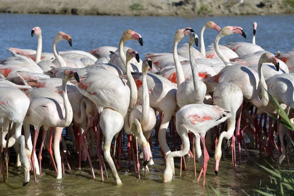 Group Flamingos Phoenicopterus Ruber Seen Front Water Camargue Natural Region — Stock Photo, Image