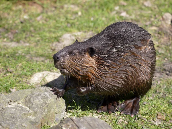 Çimlerin Üzerinde Duran Kuzey Amerika Kunduzu Castor Canadensis — Stok fotoğraf