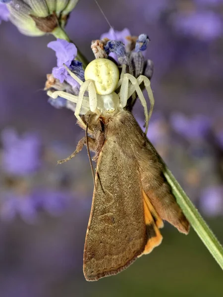 Žlutý Krabí Pavouk Misumena Vatia Pojídající Motýla Levanduli — Stock fotografie