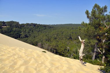 Famous Dune of Pilat and pine forest located in La Teste-de-Buch in the Arcachon Bay area, in the Gironde department in southwestern France clipart