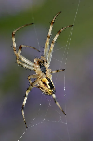 거미의 거미줄에 매크로 거미의 위에서 — 스톡 사진