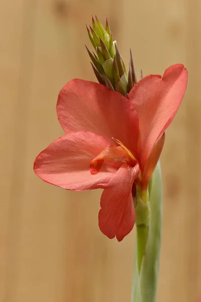 Closeup Red Canna Flower Commonly Known Indian Shot — Stock Photo, Image