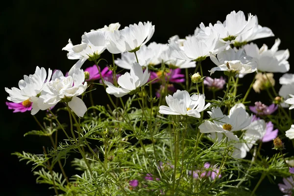 Closeup White Cosmos Bipinnatus Flowers Black Background — Stock Photo, Image