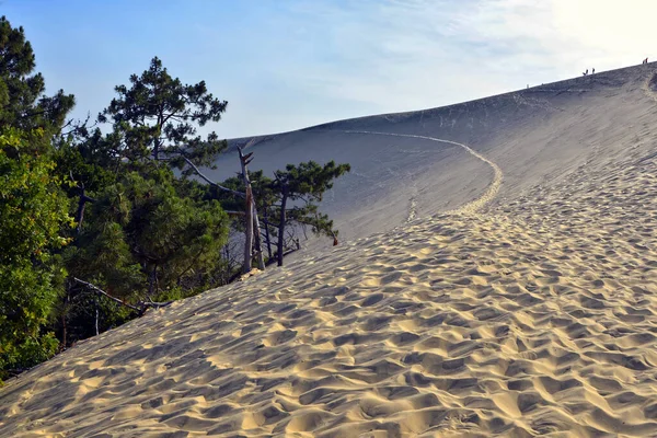 Berömd Sanddyn Pilat Och Tallskog Ligger Teste Buch Arcachon Bay — Stockfoto