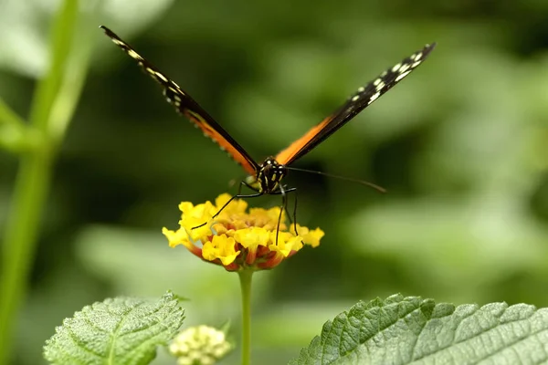 Macro Tiger Longwing Heliconius Hecale Butterfly Feeding Yellow Flower Lantana — Stock Photo, Image