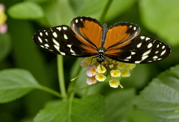 Macro Tiger Longwing Heliconius Hecale Mariposa Alimentándose Flores Lantana Camara —  Fotos de Stock