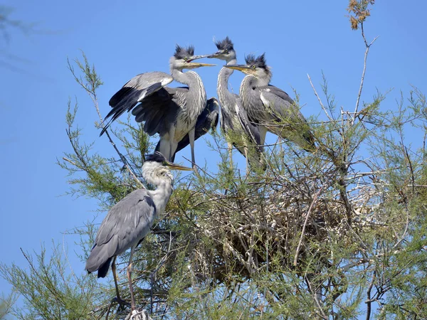 Серая Цапля Ardea Cinerea Гнезде Камарге Естественный Регион Расположенный Югу — стоковое фото