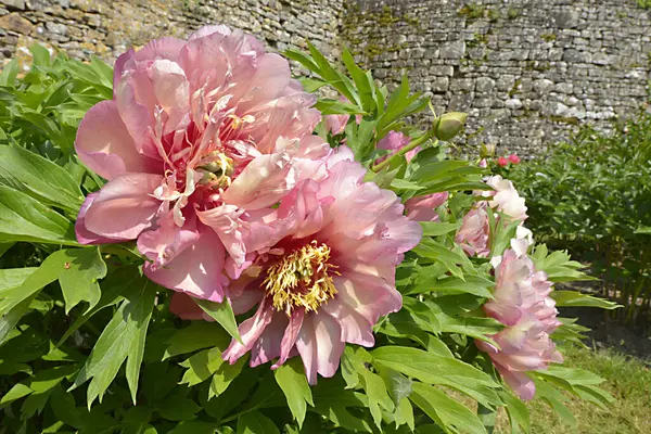 Närbild Rosa Kinesiska Pioner Blommor Paeonia Lactiflora — Stockfoto