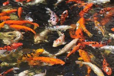 Suyun yüzeyinde birçok koi sazan balığı (Cyprinus) çokrenkli