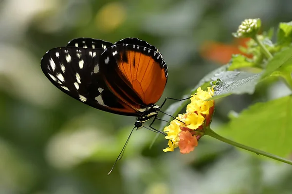 Tygrys Długowłosy Motyl Heliconius Hecale Żywiący Się Żółtym Kwiatem Widziany — Zdjęcie stockowe