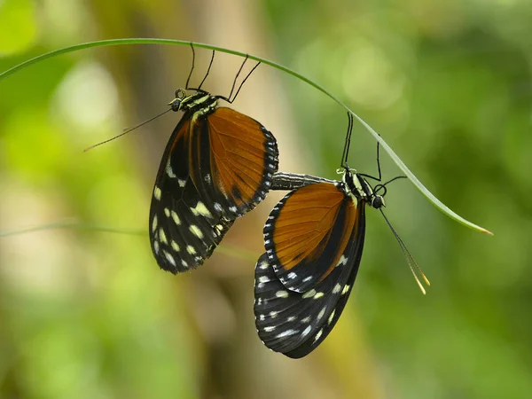 Paring Tijger Langvleugel Heliconius Hecale Gras Gezien Vanuit Profiel — Stockfoto