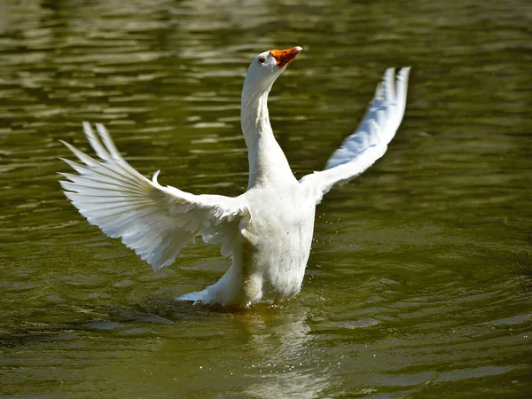 White Goose Anser Anser Domesticus Wings Opened Water — Stock Photo, Image