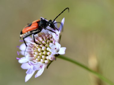 Makro böceği (Leptura cordigera) scabiosa çiçeğiyle beslenir