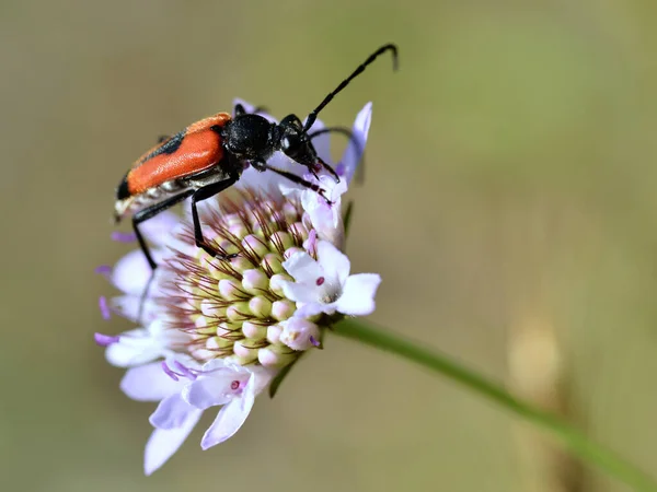 Macro Escarabajo Leptura Cordigera Que Alimenta Flor Scabiosa — Foto de Stock