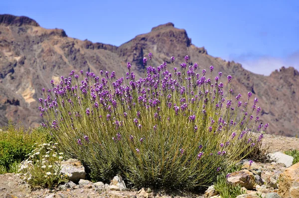Teide Wallflowers Erysimum Scoparium Nelle Montagne Della Tenerife Spagnola Nelle — Foto Stock