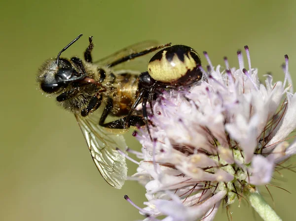 Napoléon Araignée Synema Globosum Mangeant Abeille Domestique Sur Fleur Knautia — Photo