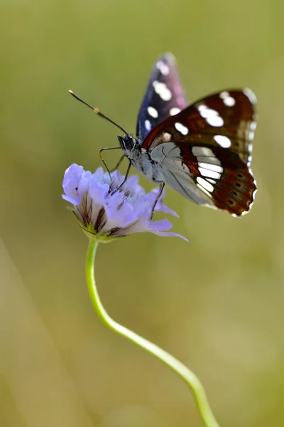 Südlicher Weißer Admiral Schmetterling Limenitis Reducta Ernährt Sich Von Knöterichblüte — Stockfoto