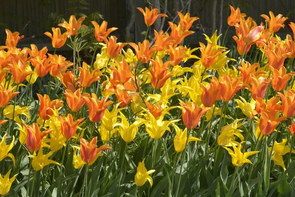 Closeup Yellow Orange Tulip Beds — Stock Photo, Image
