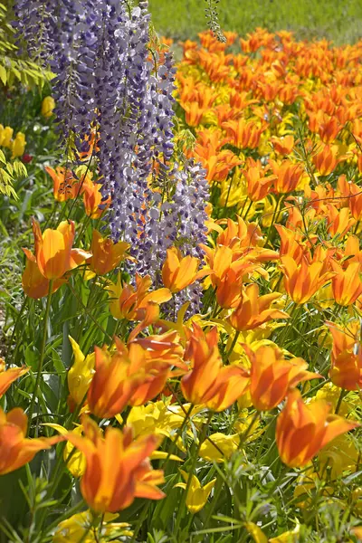 Closeup Yellow Orange Tulip Beds Blue Wisteria Sinensis — Stock Photo, Image