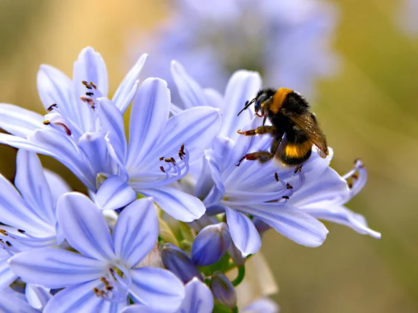 Makroapelsin Och Svart Humla Bombus Terrestris Som Äter Lavendelblommor — Stockfoto