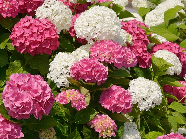 Closeup Red White Hydrangea Macrophylla Flowers Hortensia — Stock Photo, Image