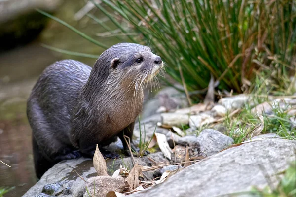 Closeup Small Clawed Otter Aonyx Cinerea Plants — Stock Photo, Image