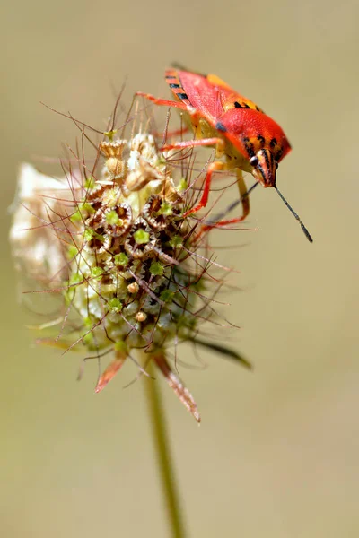 花へのカルポコシス属食の赤いバグ — ストック写真