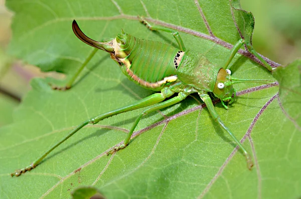 从上面看到的叶上的蚜虫属的绿色雌性蚱蜢的宏观 — 图库照片