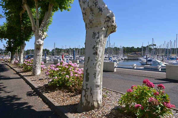 Rood Roze Hortensia Platanen Met Jachthaven Van Capbreton Een Gemeente — Stockfoto