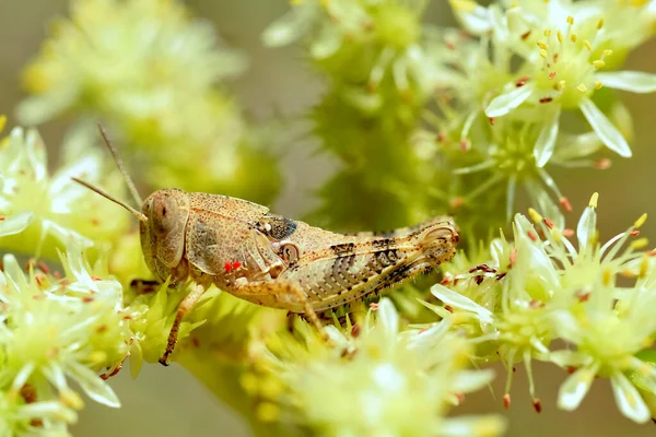 Macro Locusta Pianta Vista Dal Profilo — Foto Stock