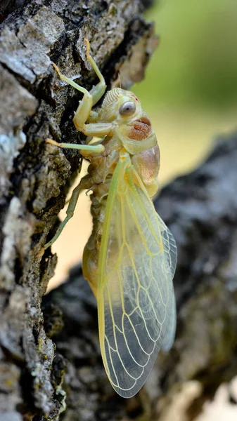 Macro Young Cicada Lyristes Plebeja Coming Out His Exuviae Branch — Stock Photo, Image