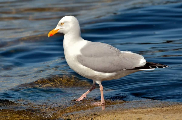 Zbliżenie Mewy Śledziowej Larus Argentatus Chodzącej Krawędzi Wody — Zdjęcie stockowe